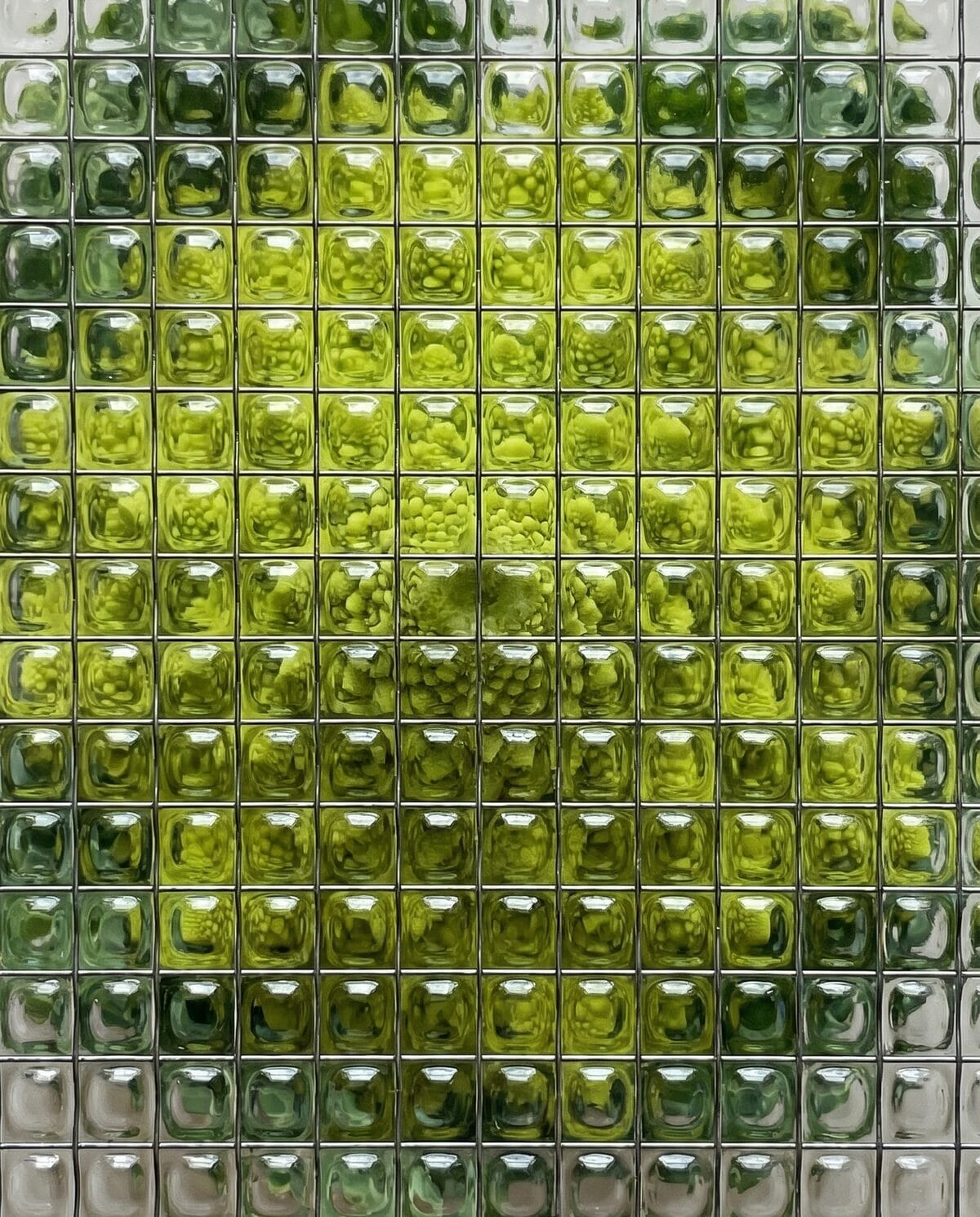 intake — bio-mimicry behind wired glass
